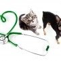 Tips for Finding a New Vet in Your New Town