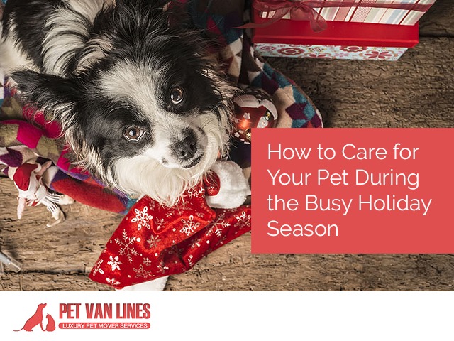 holiday pet care