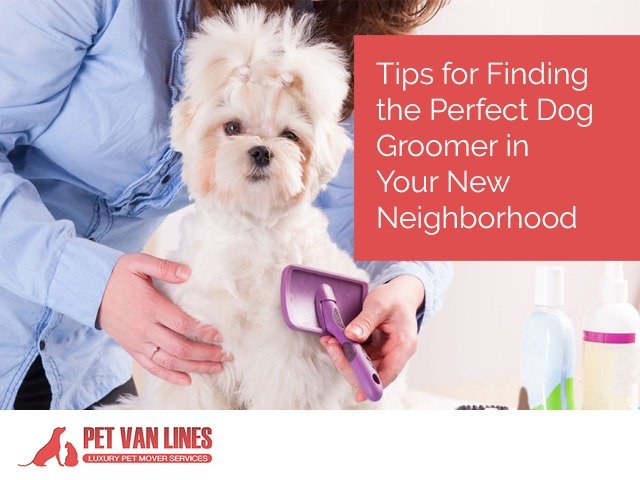 finding the perfect dog groomer