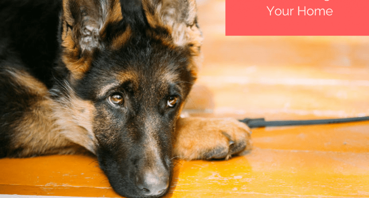 tips-for-introducing-the-new-dog-to-your-home