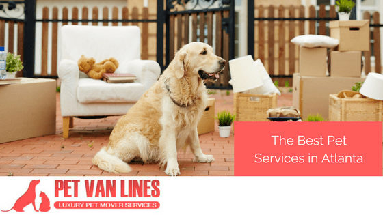 Best Pet Services in Atlanta