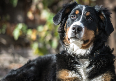 Black and brown Bernese mountain dog; for information on ground dog shipping from Pet Van Lines