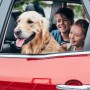 Your Simple Guide to Long Distance Pet Transport