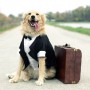 Your Guide on How to Fly with a Large Dog