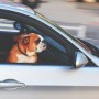 Dog Car Anxiety: Everything You Need to Know